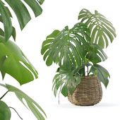 Plants collection 170 - monstera