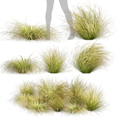 Collection plant vol 561 - Carex - Comans - grass