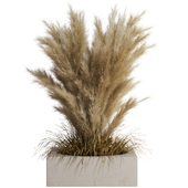 Outdoor Pampas And Grass Plants Set 19