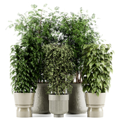 Indoor plant In pot set-95