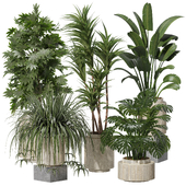 Indoor plants set 22