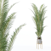 Plants collection 175 - Areca palm