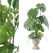 Plants collection 178 - monstera
