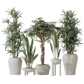 Indoor plant set 06