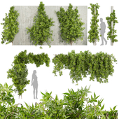 Collection plant vol 562 -  Ipomoea - Lobata - Ivy - Creeping