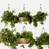 Indoor plants -Hanging plant-with wooden vase set-22