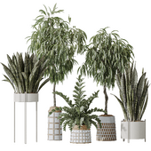 Indoor plant set 09