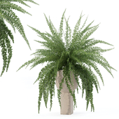 Plants collection 176 - fern