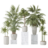 Indoor plant set 11