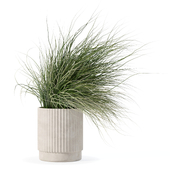 Plants collection 181 - grass
