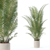 Plants collection 182 - Areca palm