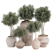 Outdoor Tree Collection in Pot