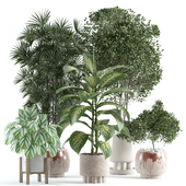 indoor plant 158