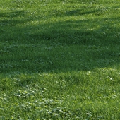 grass018