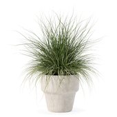 Plants collection 184 - grass