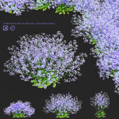 Астра лазурная цветы | Symphyotrichum oolentangiense