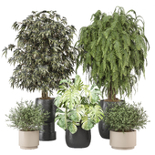 indoor Plants Collection - Set 1221