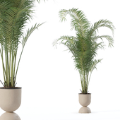 Plants collection 189 - Areca palm