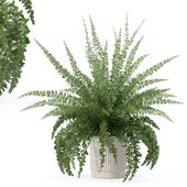 Plants collection 190 - fern