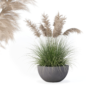 Plants collection 193 - grass