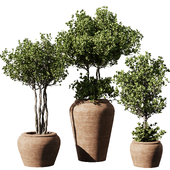 Indoor Plant Set55 - Olive in pot