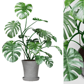 Monstera decorative indoor plant