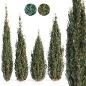 Juniperus Trees with two leaf colors
