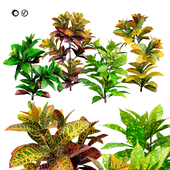 Tropical Croton Plants with 4 variations