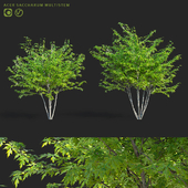 Sugar maple multi-stem | Acer saccharum