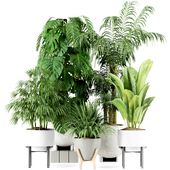 Indoor plants In concrete pot set96