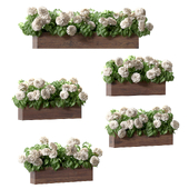 Hydrangea plant in a flowerpot for the facade. 5 models