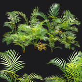 Areca palm collection vol 256