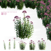 Purple sapling flowers | Eutrochium purpureum