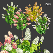 Blooming Limelight Hydrangea