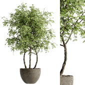 indoor bonsai plants 30