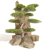 Japanese Tree set