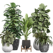 indoor plants set 045