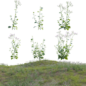 Cyanthillium cinereum - Little ironweed