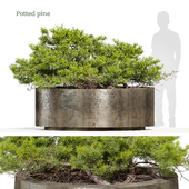 Potted pine