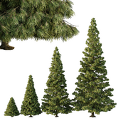 Spruce Tree07