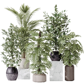 Indoor plant set 38