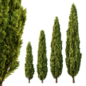 Italian Cypress Tree01