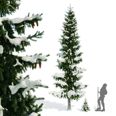Spruce Picea Abies Winter 7m Spruce