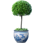 An ornamental boxwood plant in a Chinese vase a pot a flowerpot chinoiserie