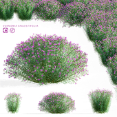 Вернония узколистная цветы | Vernonia angustifolia