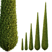 Italian Cypress Tree02