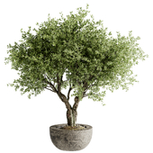 indoor bonsai plants 35