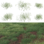Pennisetum clandestinum - Kikuyu grass