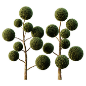 Spherical tree04