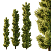 Italian Cypress Tree04
